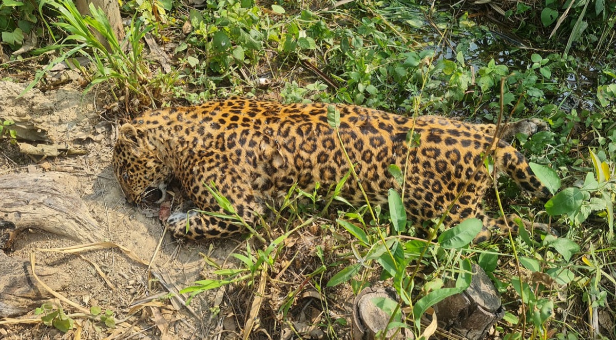 farmer encounter with tiger harrowing incident while traveling to fields